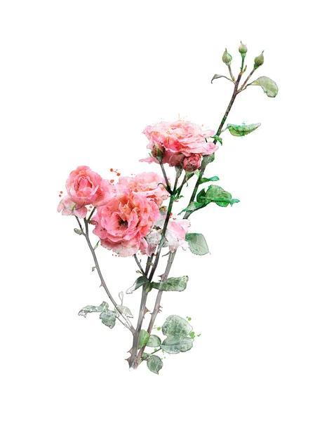 Imagen en acuarela de rosas — Foto de Stock