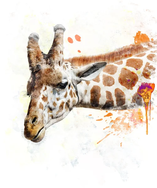 Watercolor Image Of Giraffe — Stock Photo, Image