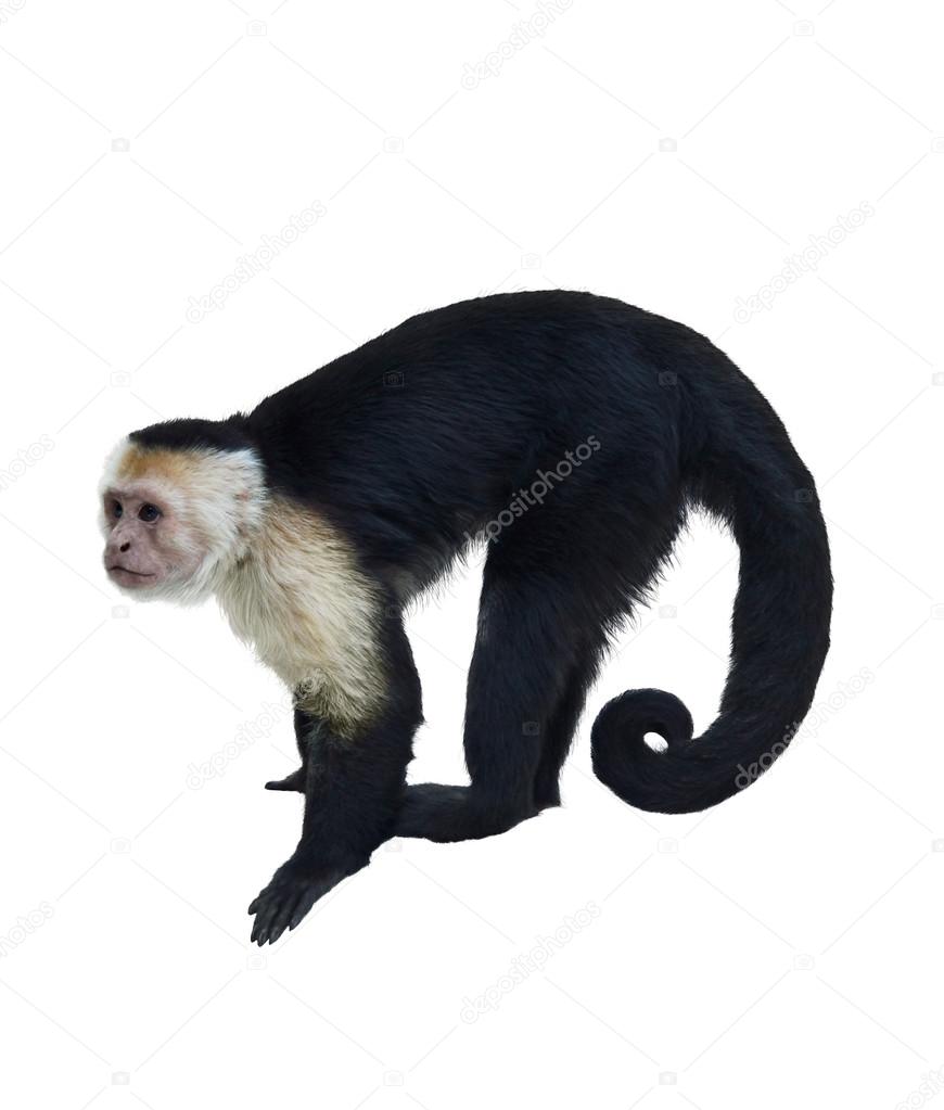 White Throated Capuchin Monkey Stock Photo by ©svetas 54255363