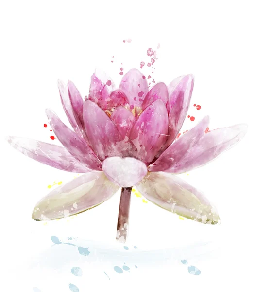 Aquarel afbeelding van roze waterlily bloem — Stockfoto