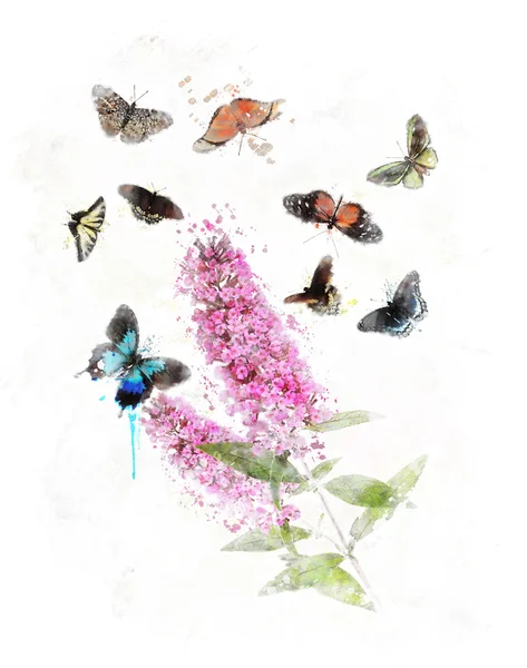 Imagem aquarela de Butterfly Bush — Fotografia de Stock