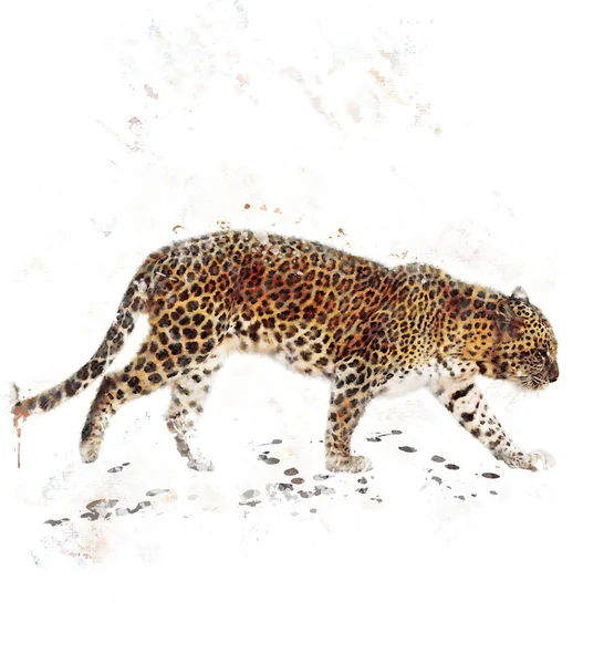 Imagem aquarela do leopardo — Fotografia de Stock