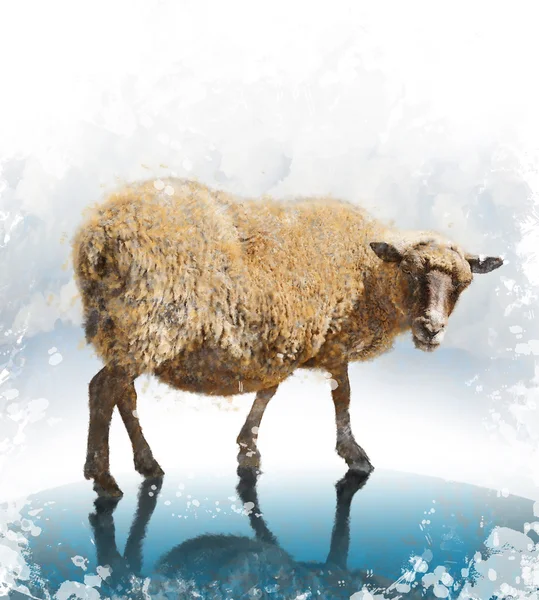 Imagen de acuarela de ovejas —  Fotos de Stock