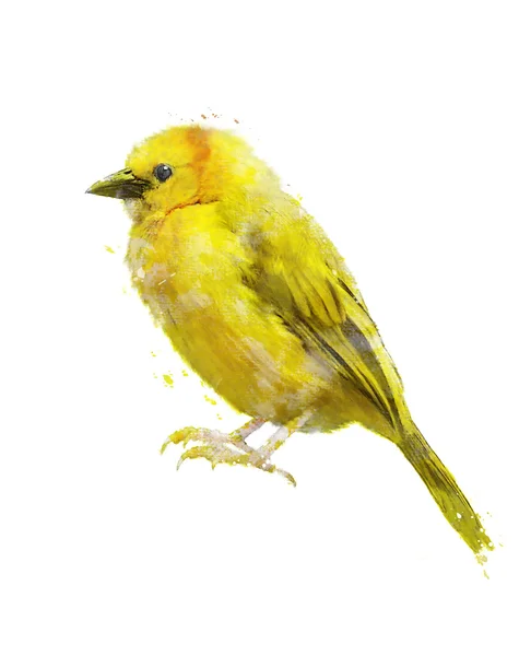 Aquarel beeld van gele vogel — Stockfoto