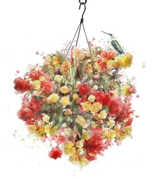 Acquerello Immagine di Begonia Fiori — Foto Stock