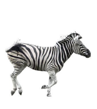 Zebra suluboya resim