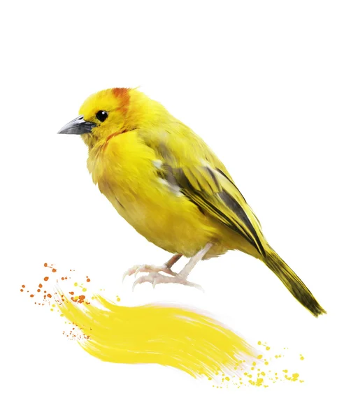 Image aquarelle d'oiseau jaune — Photo