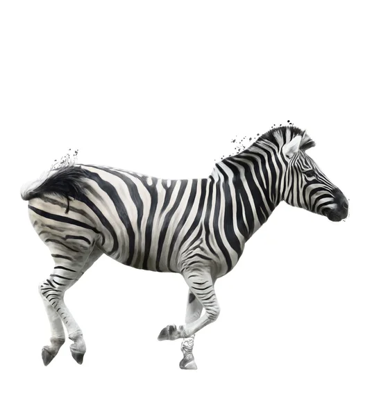 Watercolor Image Of  Zebra — Stock Photo, Image