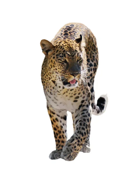 Leopardo — Foto de Stock