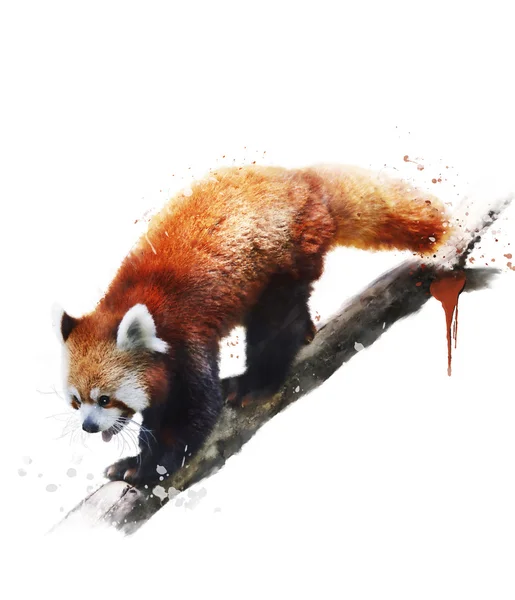 Red panda, suluboya resim — Stok fotoğraf