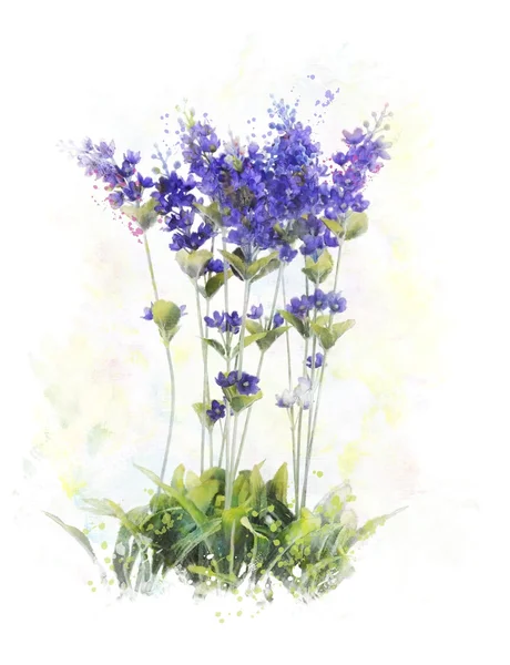 Lavanta çiçek suluboya resim — Stok fotoğraf