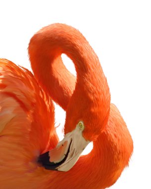 pembe flamingo portre