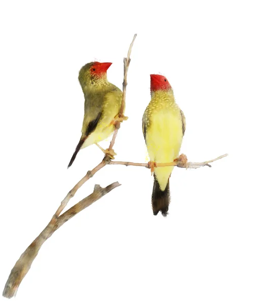 Yıldız Finch kuşlar — Stok fotoğraf