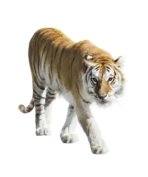 Walking Tiger — Stock Photo, Image