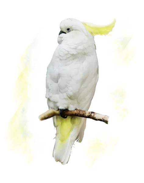 Witte parrot — Stockfoto