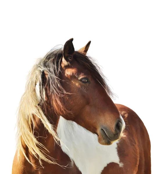Retrato de caballo Fotos de stock libres de derechos
