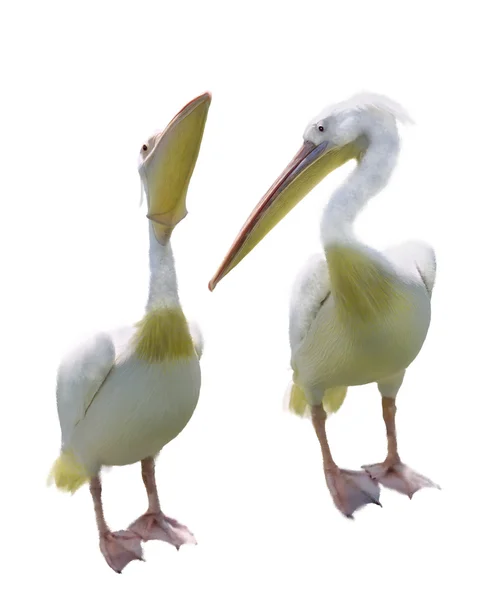 White Pelicans — Stock Photo, Image