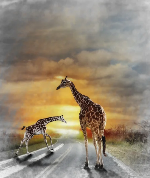 Два жирафи — стокове фото