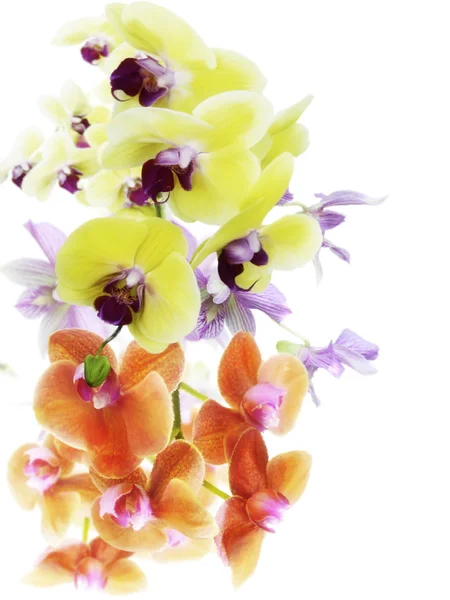 Orchideebloemen — Stockfoto