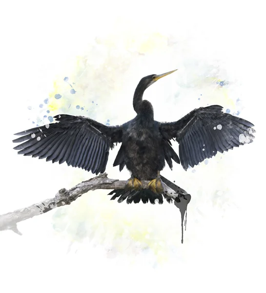 Anhinga pták — Stock fotografie