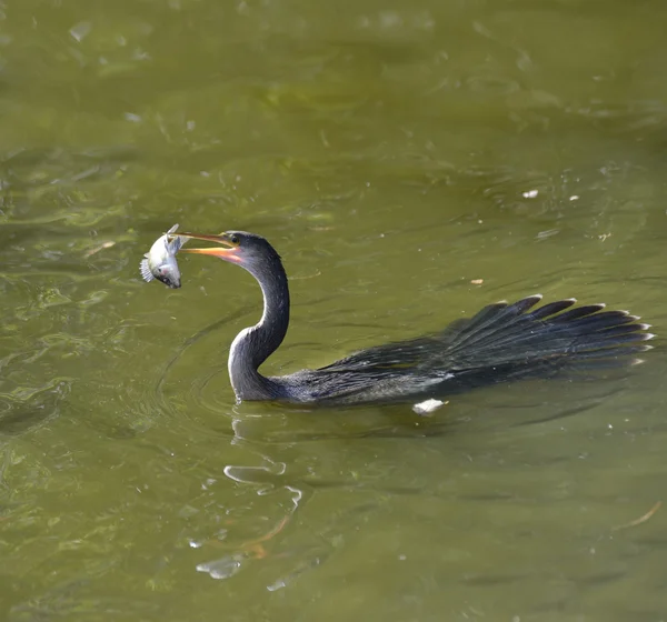 Alimentação de Anhinga — Fotografia de Stock