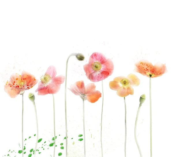 Red Poppy Flowers — Stock Photo, Image