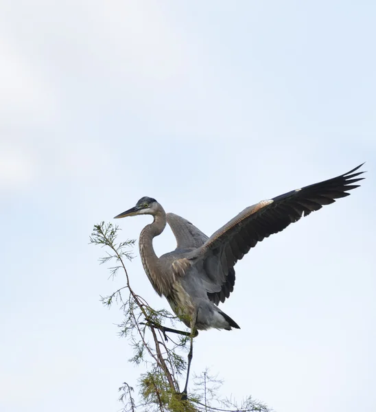 Grote blauwe reiger — Stockfoto