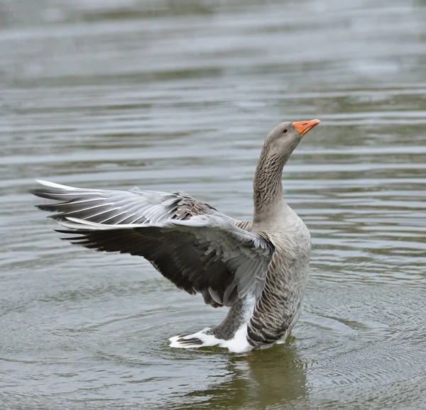 Gray Goose — Stock Photo, Image