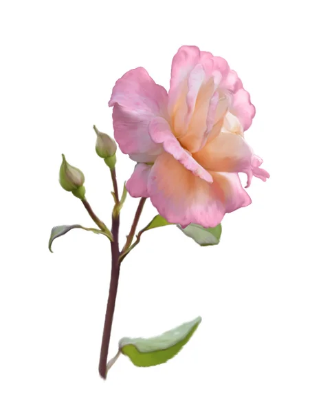 Rosa Rose Branch — Fotografia de Stock