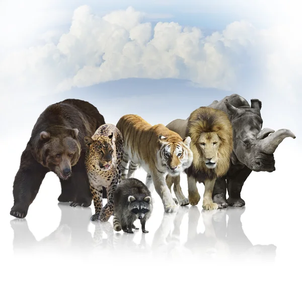 Wild Mammals — Stock Photo, Image