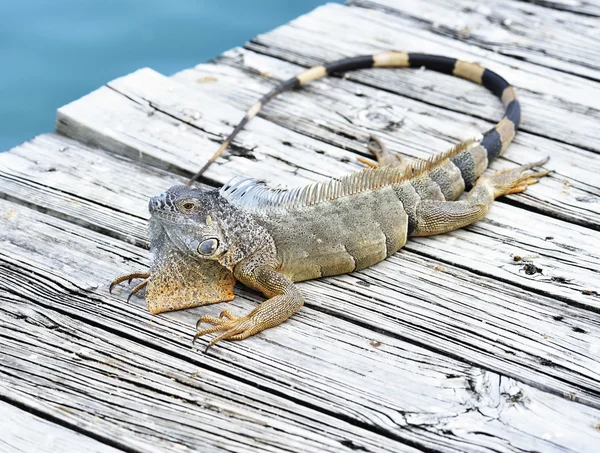 Iguana — Stockfoto