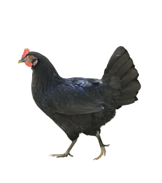 Czarny kurczak — Zdjęcie stockowe
