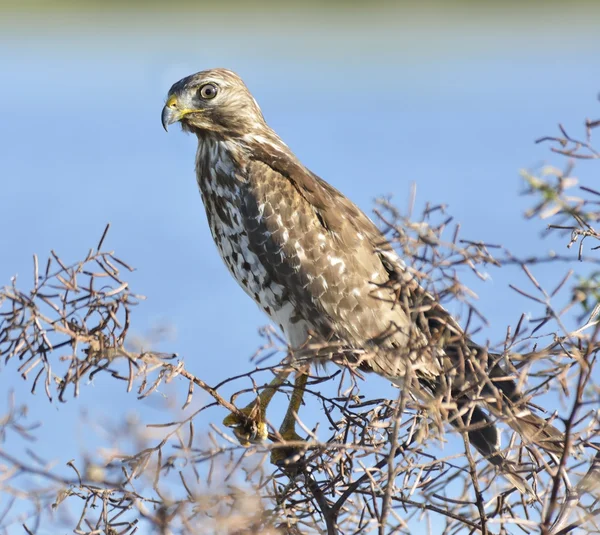 Young Hawk — Stock Photo, Image