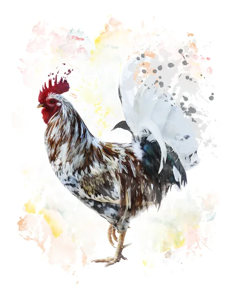 Gallo colorato — Foto Stock