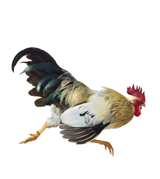 Rooster Running — Stock Photo, Image