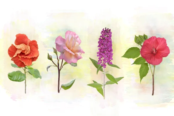 Flower Background — Stock Photo, Image