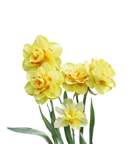 Narcissen bloemen — Stockfoto