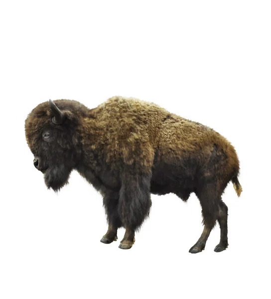 Bison d'Amérique — Photo