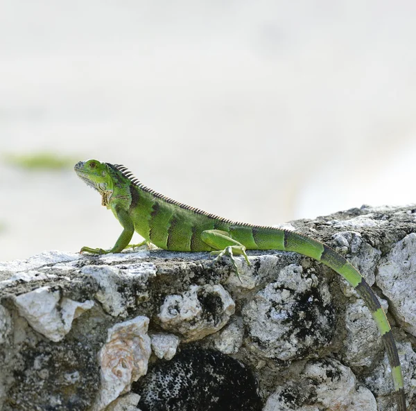 Grön leguan — Stockfoto