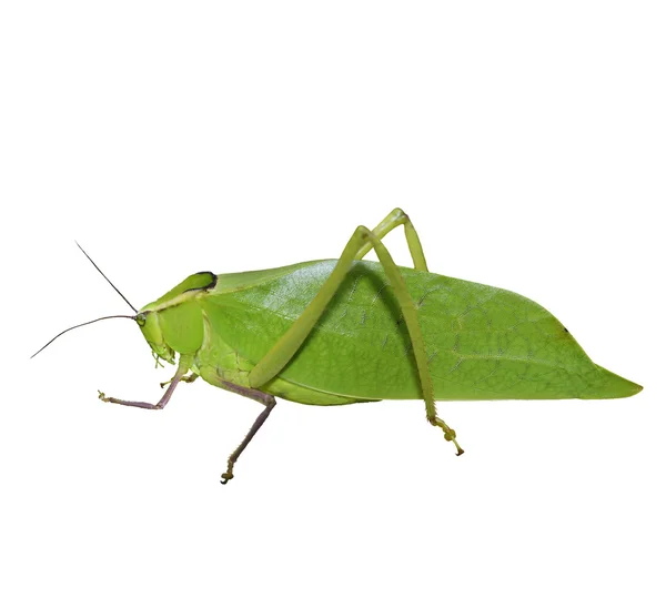 Leaf Bug — Stock Photo, Image