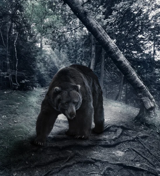 Urso-pardo — Fotografia de Stock