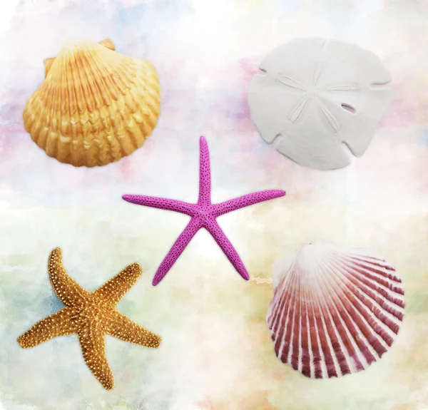 Shells Background — Stock Photo, Image