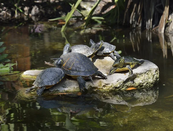 Yellow-bellied Slider Turtles — Stock Photo, Image