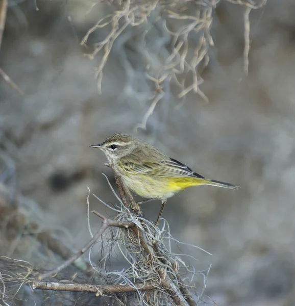 Warbling Vireo — 스톡 사진