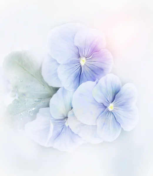 Violetas flores aquarela — Fotografia de Stock
