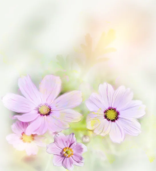 Cosmos flores — Foto de Stock