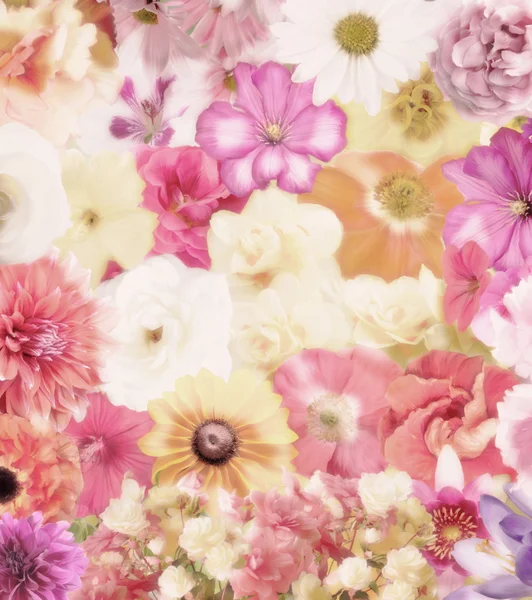 Colorful Floral Background — Stock Photo, Image