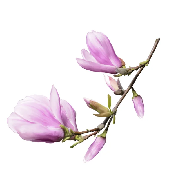 Manolya çiçek — Stok fotoğraf
