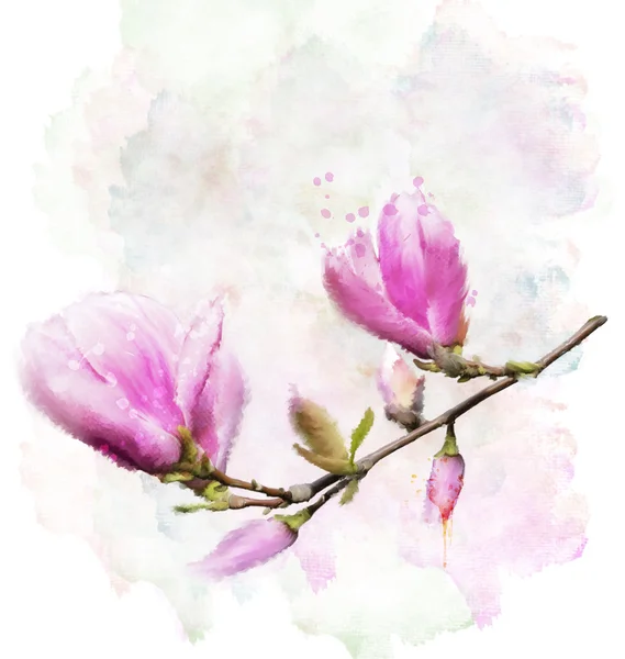 Magnolia blommor — Stockfoto