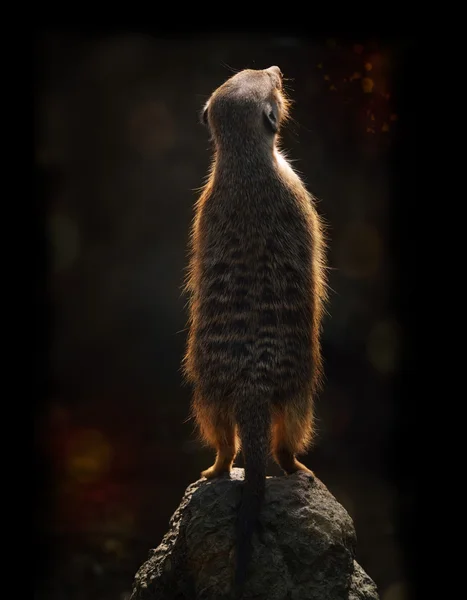 Meerkat 석양 — 스톡 사진
